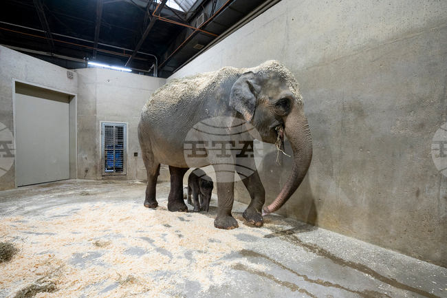 US Baby Elephant Columbus Zoo