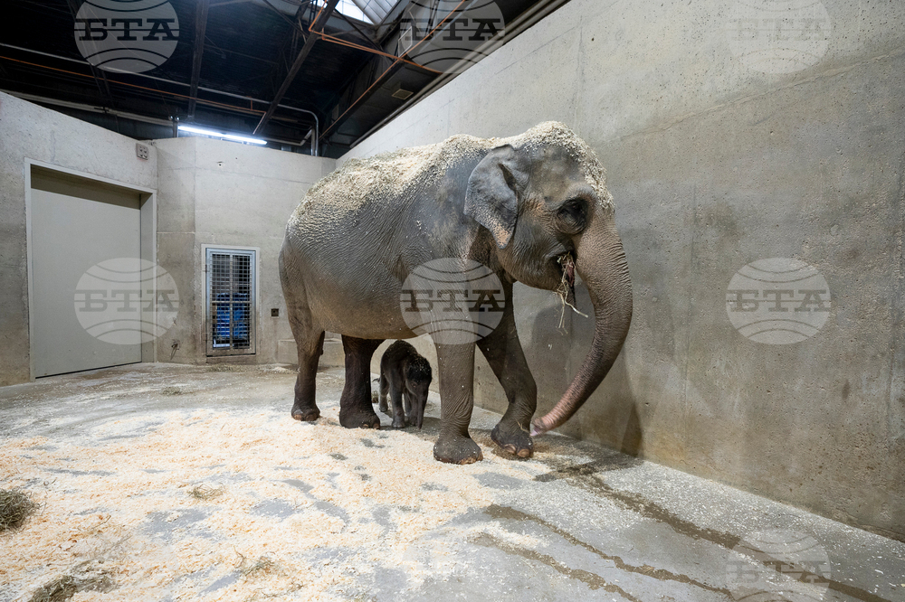 US Baby Elephant Columbus Zoo