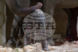 US Baby Elephant Columbus Zoo