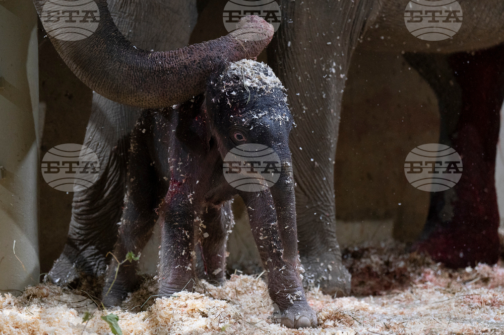 US Baby Elephant Columbus Zoo