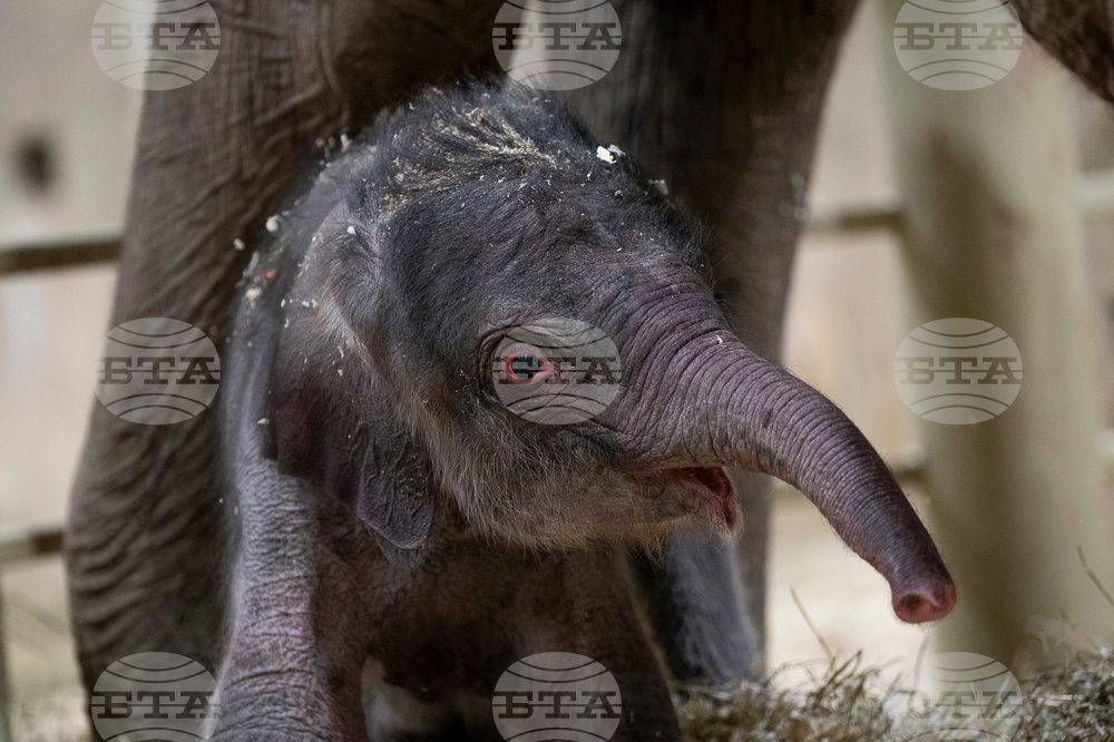 US Baby Elephant Columbus Zoo