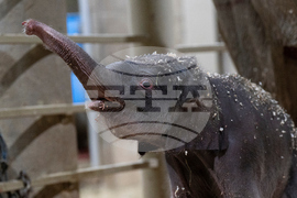 US Baby Elephant Columbus Zoo