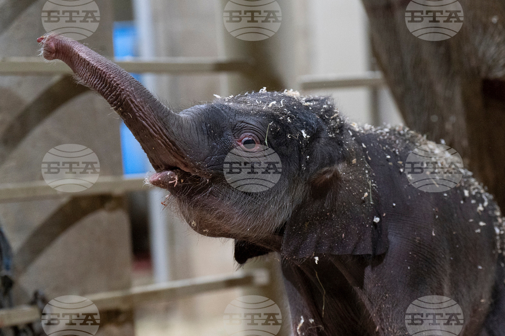 US Baby Elephant Columbus Zoo