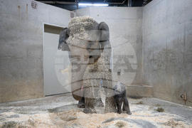 US Baby Elephant Columbus Zoo