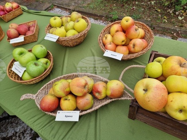 Браншовата камара „Плодове и зеленчуци“ апелира за подкрепа на предложените промени в Закона за подпомагане на земеделските производители