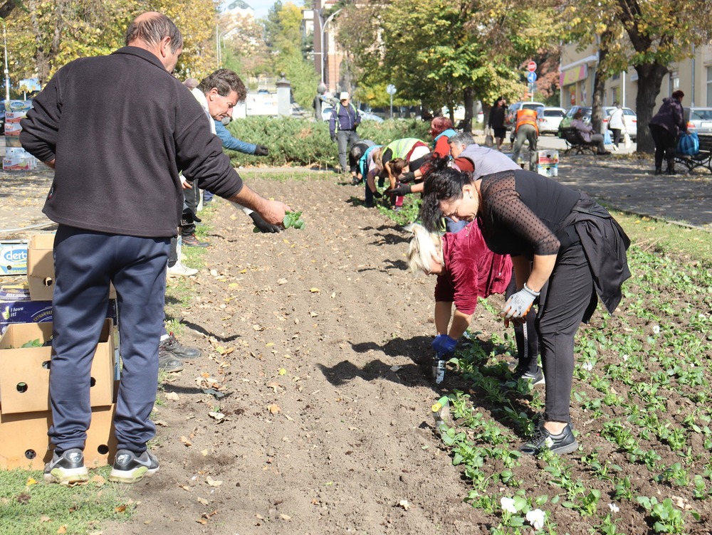 Около 26 000 стръка есенни цветя засаждат в Попово