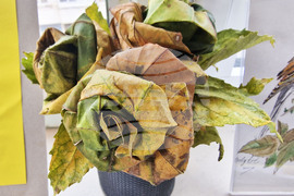 Пазарджик - изучаване на природата - ученици