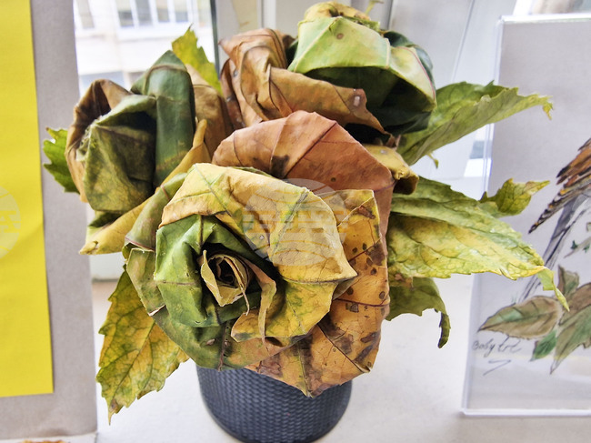 Пазарджик - изучаване на природата - ученици