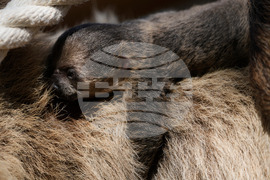 Greece Zoological Park