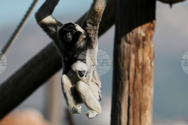 APTOPIX Greece Zoological Park