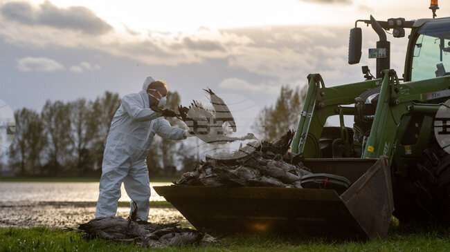 Броят на загиналите от птичи грип жерави край Берлин се е увеличил, но ситуацията е овладяна, смятат експерти