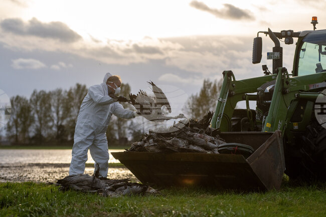 Броят на загиналите от птичи грип жерави край Берлин се е увеличил, но ситуацията е овладяна, смятат експерти