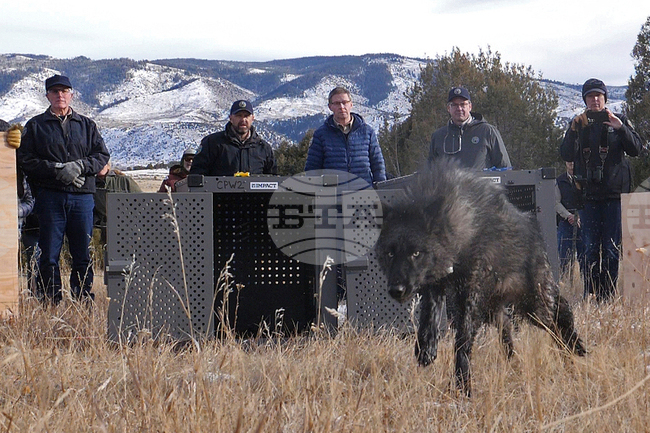 Gray Wolves Colorado
