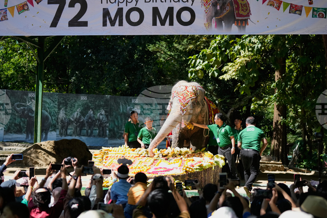 Myanmar Elephant Birthday