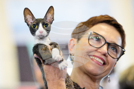 APTOPIX Romania FIFe World Cat Show