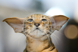 APTOPIX Romania FIFe World Cat Show