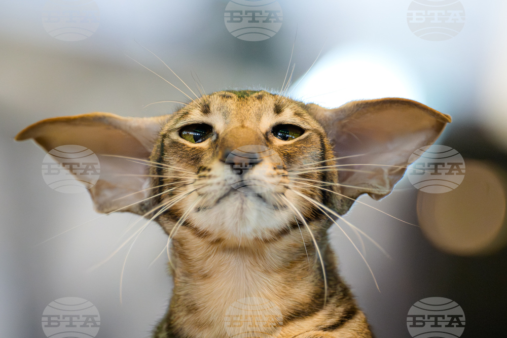 APTOPIX Romania FIFe World Cat Show