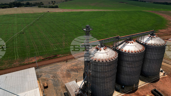 Купувачи от Китай увеличават поръчките на бразилска соя заради по-ниски цени от тези в САЩ