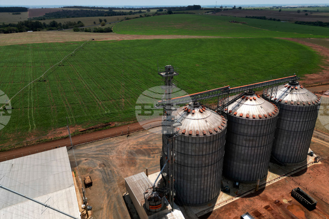 Купувачи от Китай увеличават поръчките на бразилска соя заради по-ниски цени от тези в САЩ