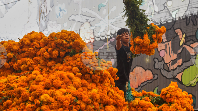 Отглеждането на мексиканския невен, характерен за честванията на Деня на мъртвите, е засегнато от климатичните промени