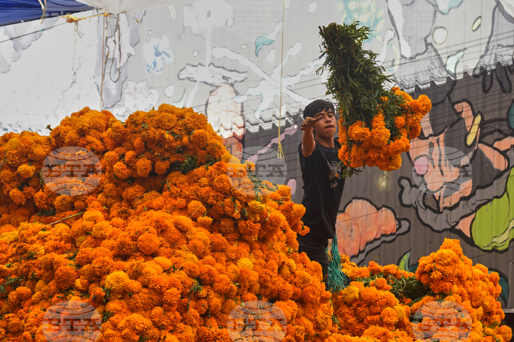 Отглеждането на мексиканския невен, характерен за честванията на Деня на мъртвите, е засегнато от климатичните промени