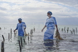 Tanzania Seaweed Farmers