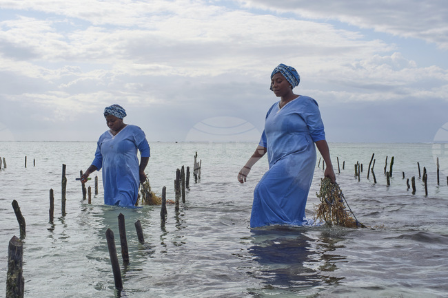 Tanzania Seaweed Farmers