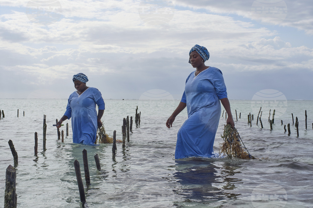 Tanzania Seaweed Farmers