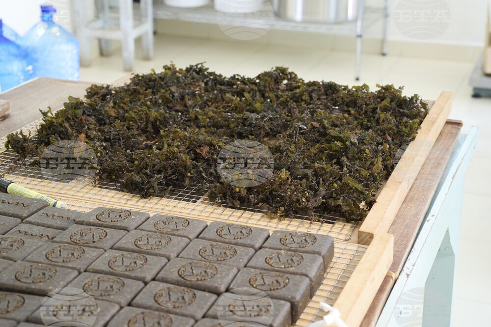 Tanzania Seaweed Farmers