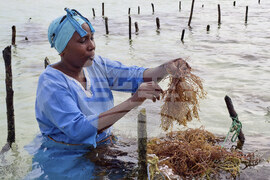 Tanzania Seaweed Farmers