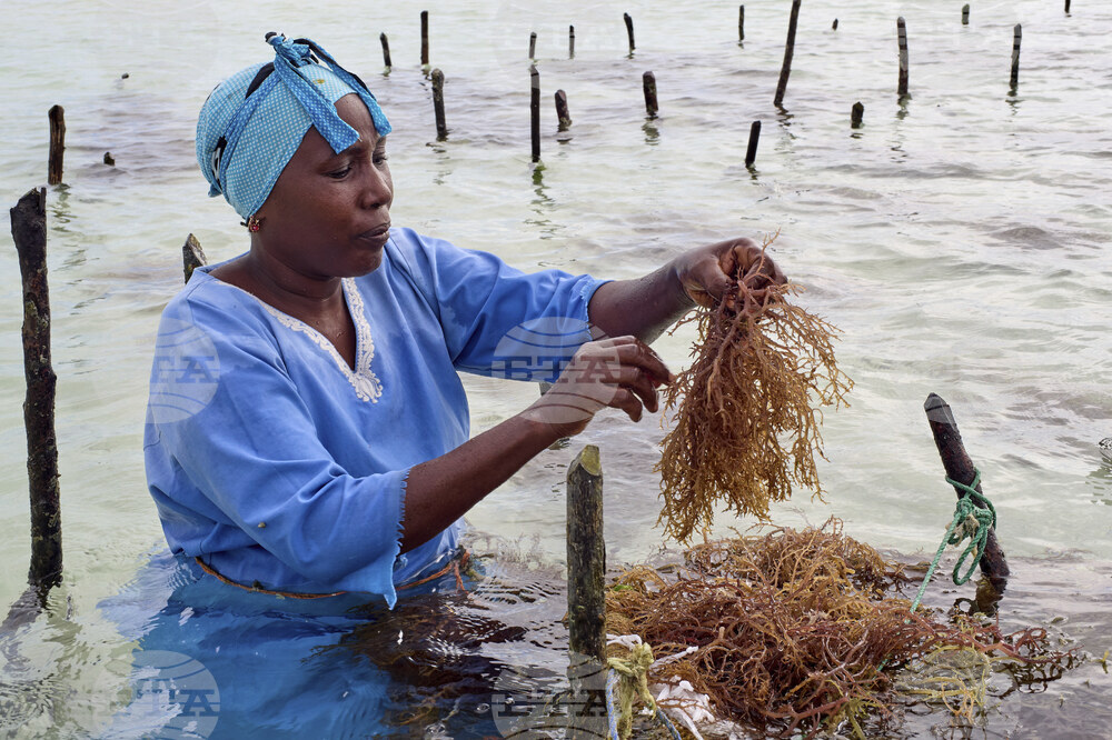 Tanzania Seaweed Farmers