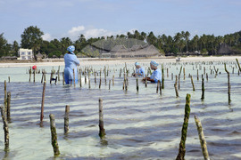 Tanzania Seaweed Farmers