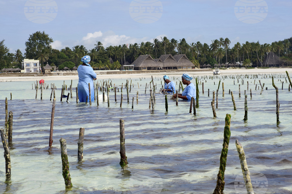 Tanzania Seaweed Farmers