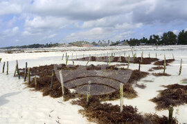 Tanzania Seaweed Farmers