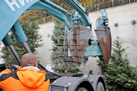 Варна - преместване на дървета