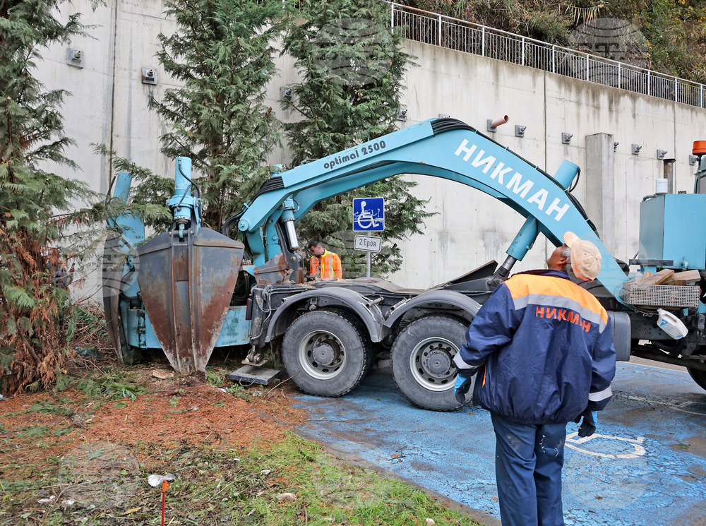 Варна - преместване на дървета
