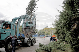 Варна - преместване на дървета