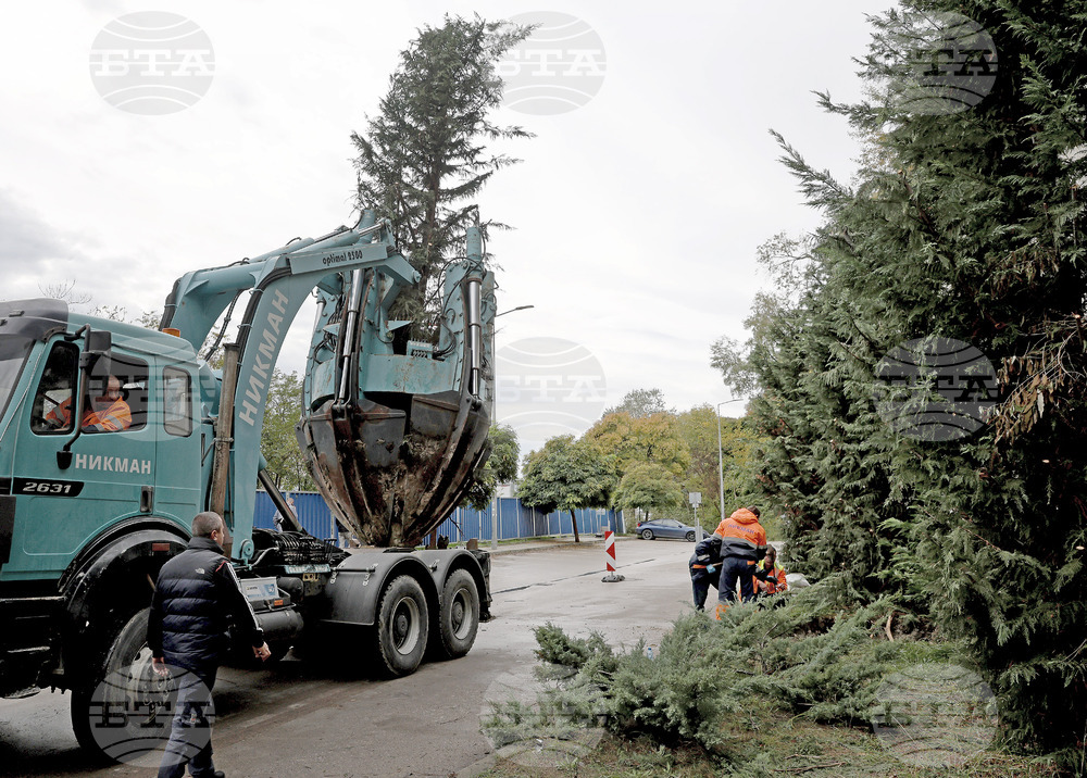 Варна - преместване на дървета