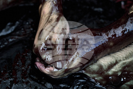 Netherlands Election Climate