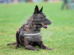 Пловдив - Спортен празник и демонстрация на способности на въоръжените сили
