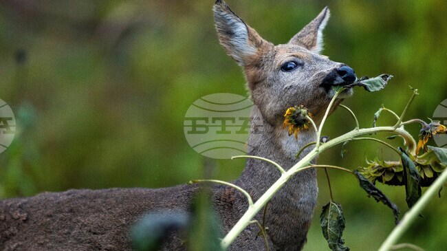 Дивите животни не възприемат всички хора като еднакво опасни, смятат учени