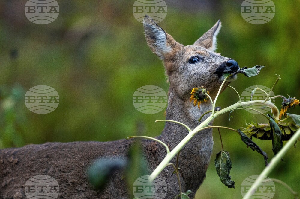 Дивите животни не възприемат всички хора като еднакво опасни, смятат учени