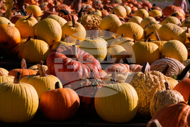 Climate Choices Pumpkin Waste