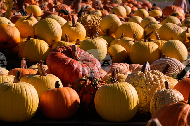 Climate Choices Pumpkin Waste