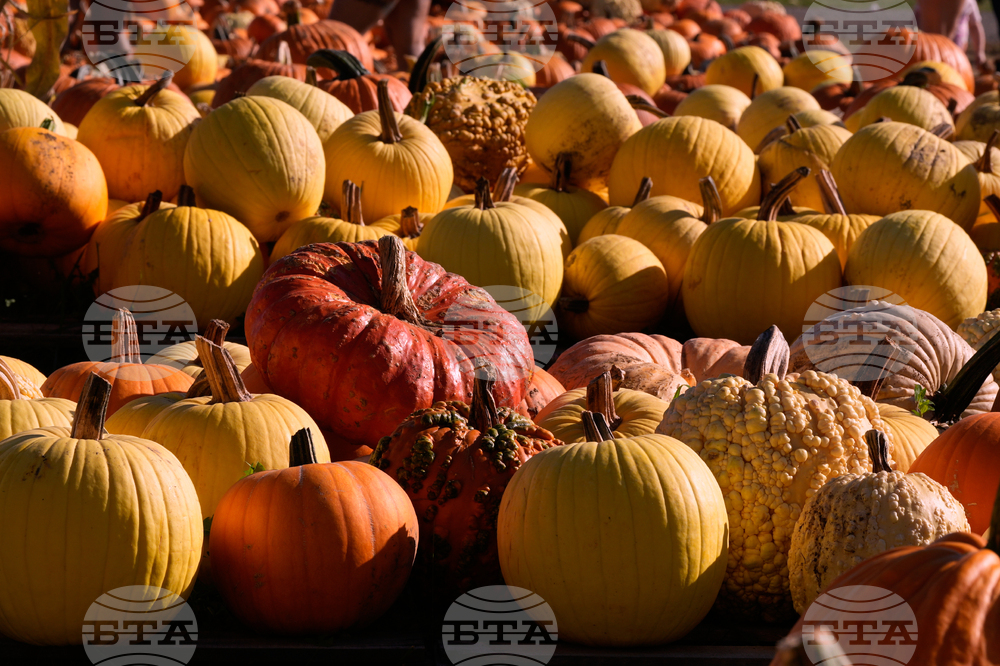 Climate Choices Pumpkin Waste