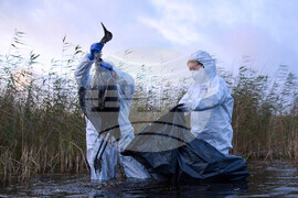 APTOPIX Germany Bird Flu