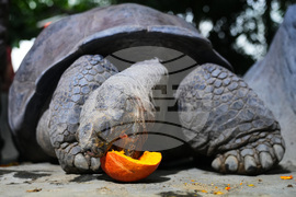 Czech Republic Halloween Zoo