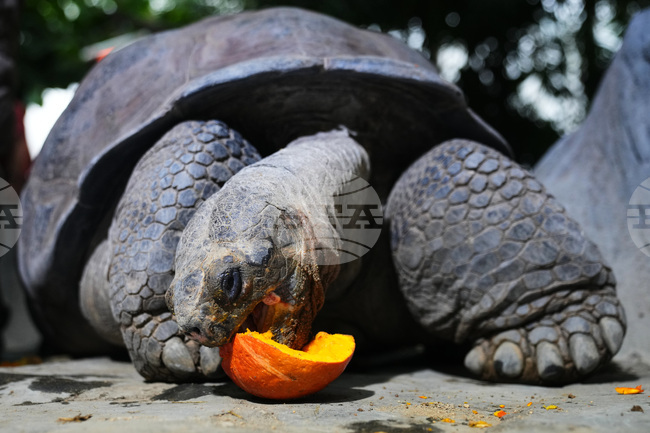 Czech Republic Halloween Zoo