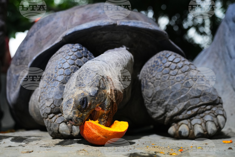 Czech Republic Halloween Zoo