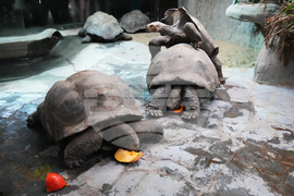 Czech Republic Halloween Zoo